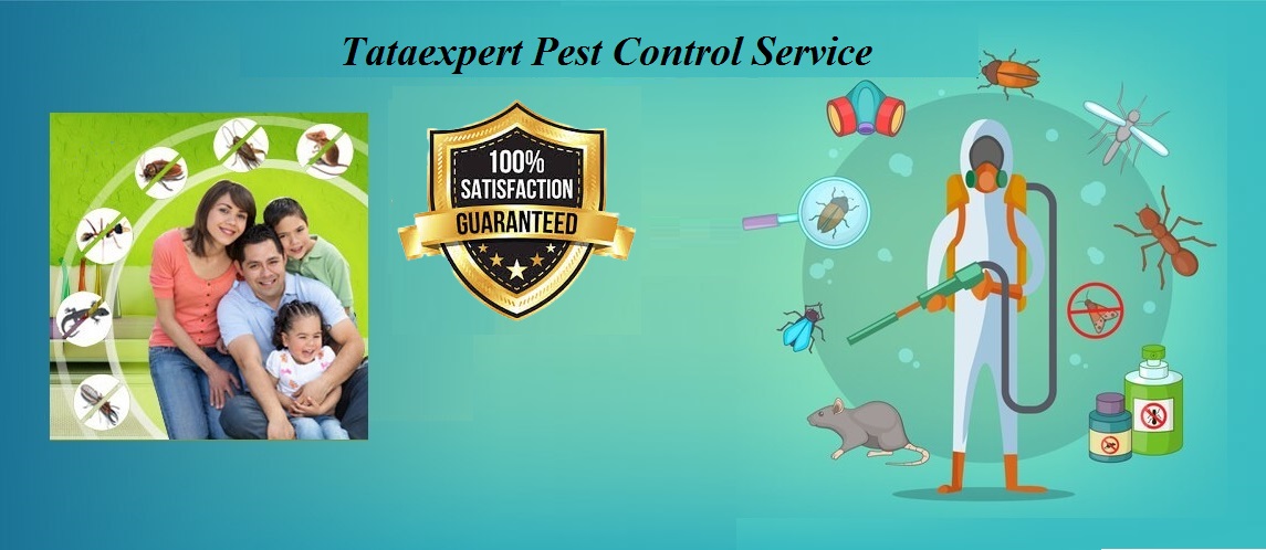 Pest Control service noida extention