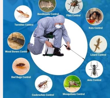 Pest Control Service